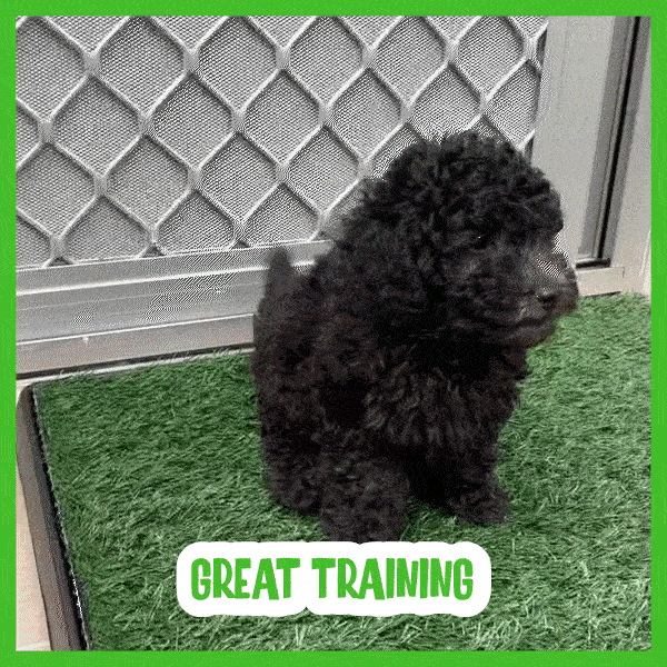 Trawa mata dla psa - Doggo